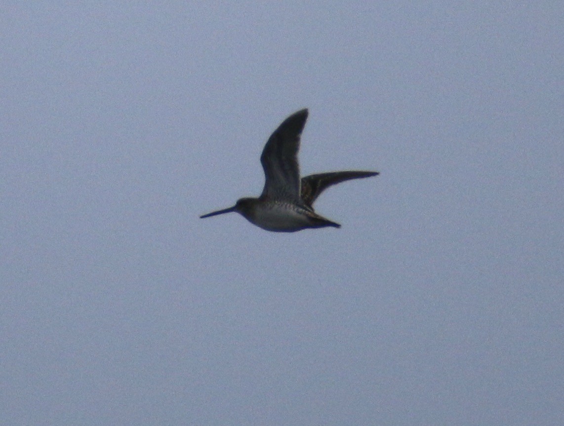 Common Snipe - Ken Oeser