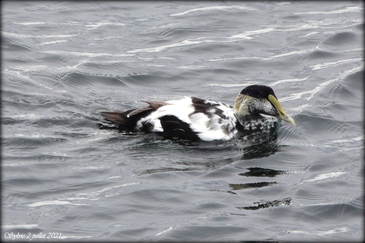 Common Eider - ML352035121