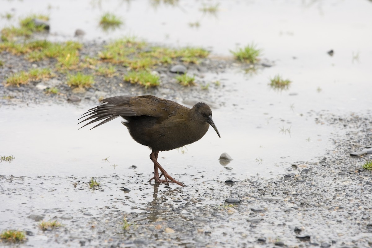 Plumbeous Rail - ML352036061