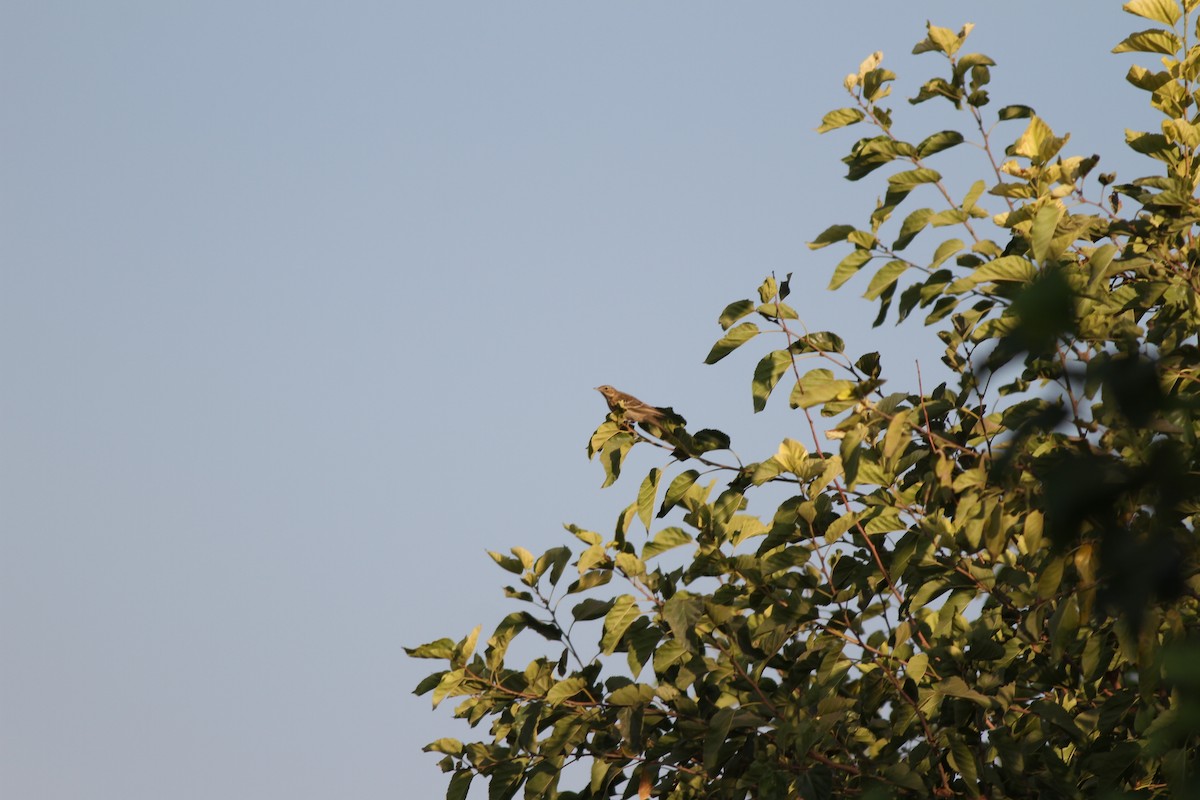 Tree Pipit - ML35203631