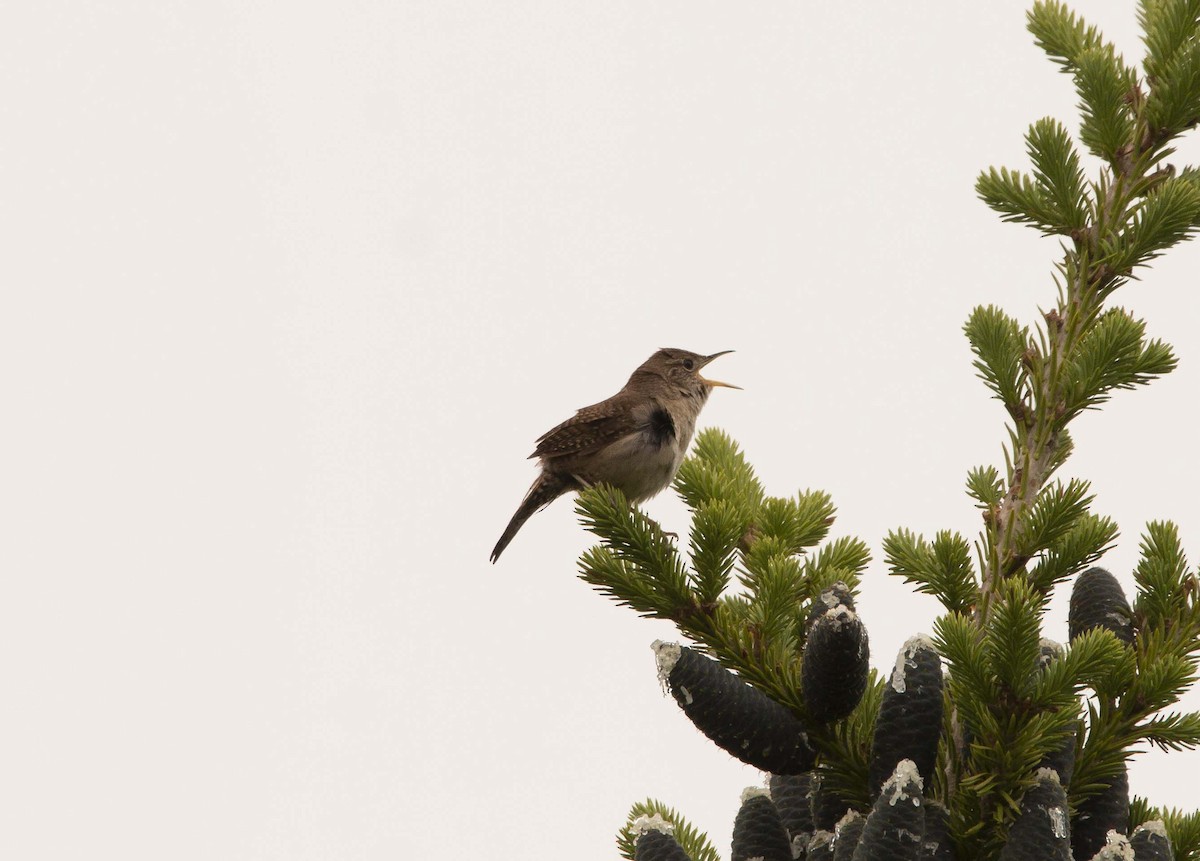 House Wren - ML352038151