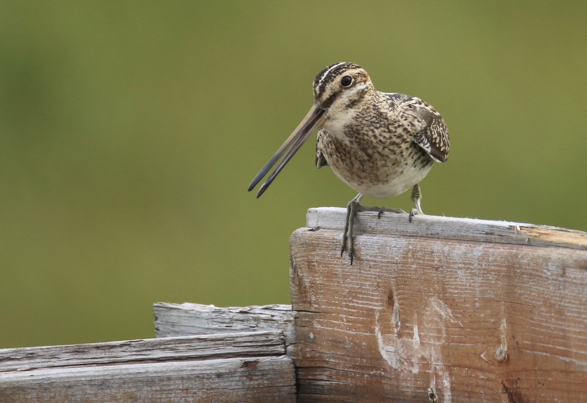 Common Snipe - ML352039321