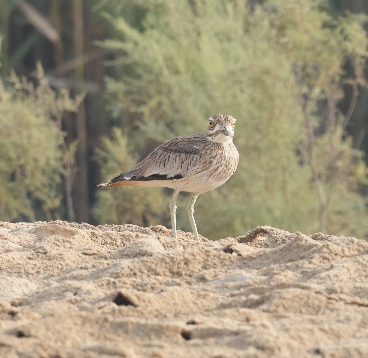 Eurasian Thick-knee - Mohamed  Almazrouei