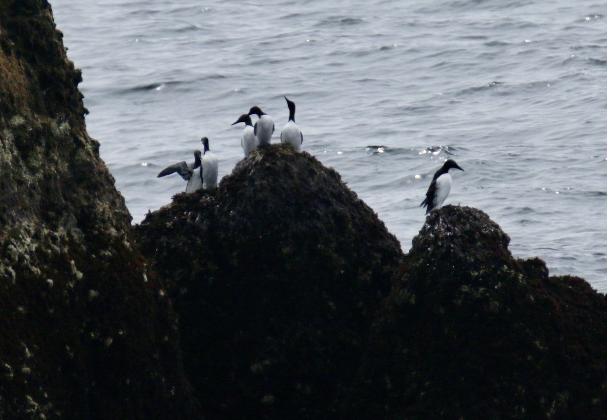 Common Murre - ML352041731