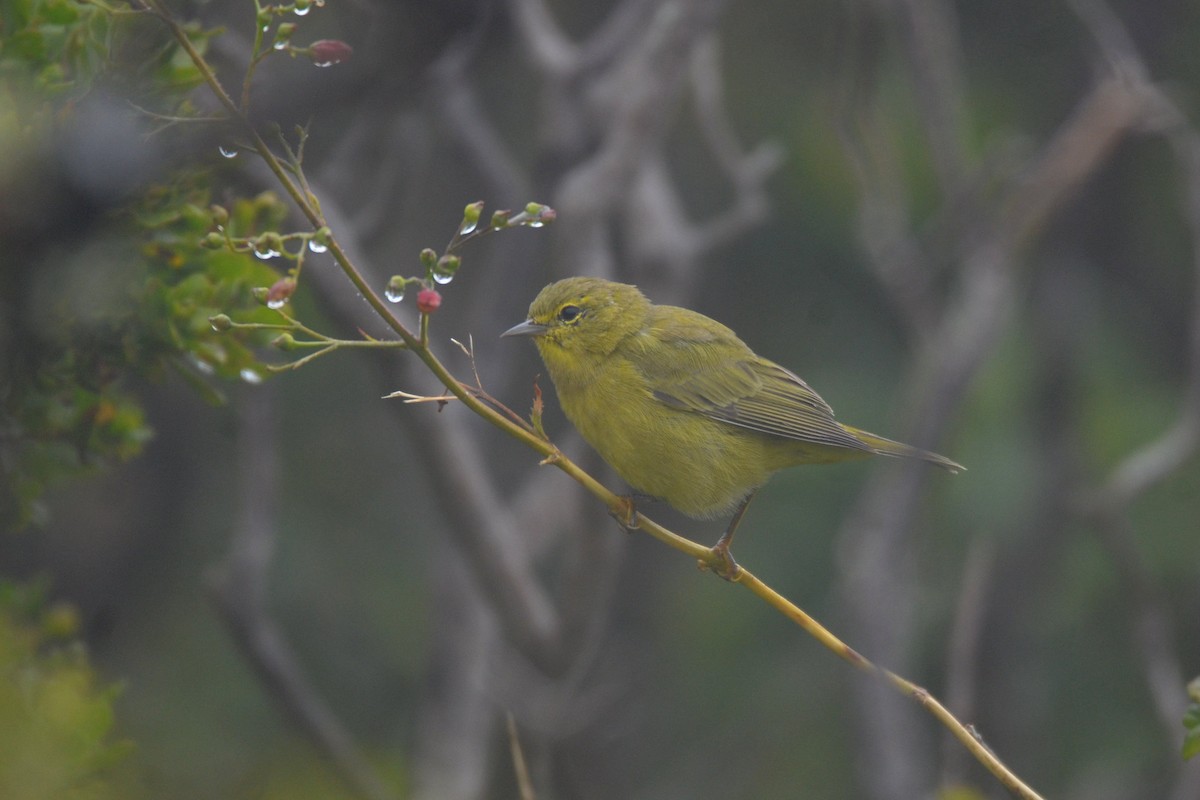 Orange-crowned Warbler (lutescens) - ML352043111