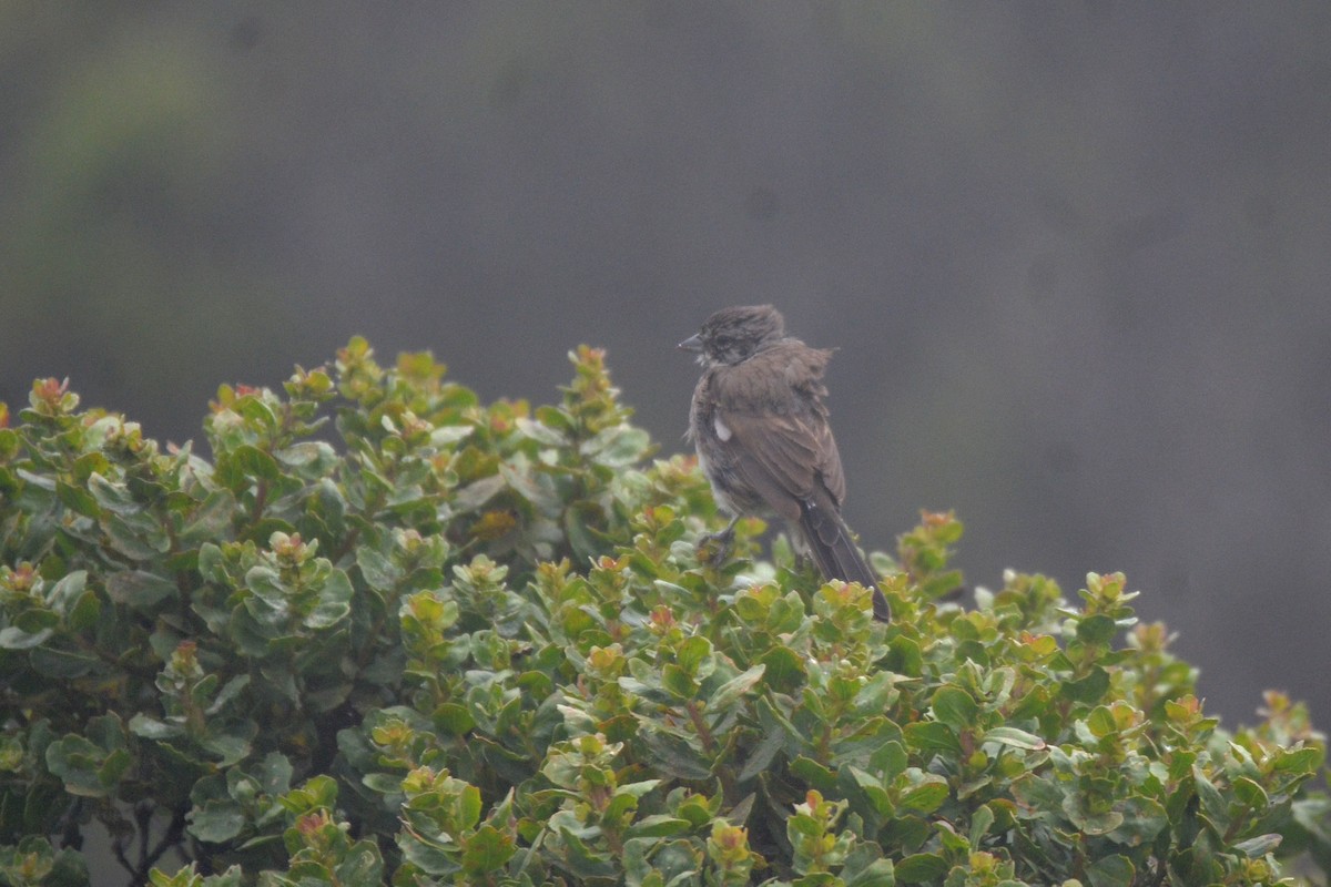 Bell's Sparrow - Cedrik von Briel