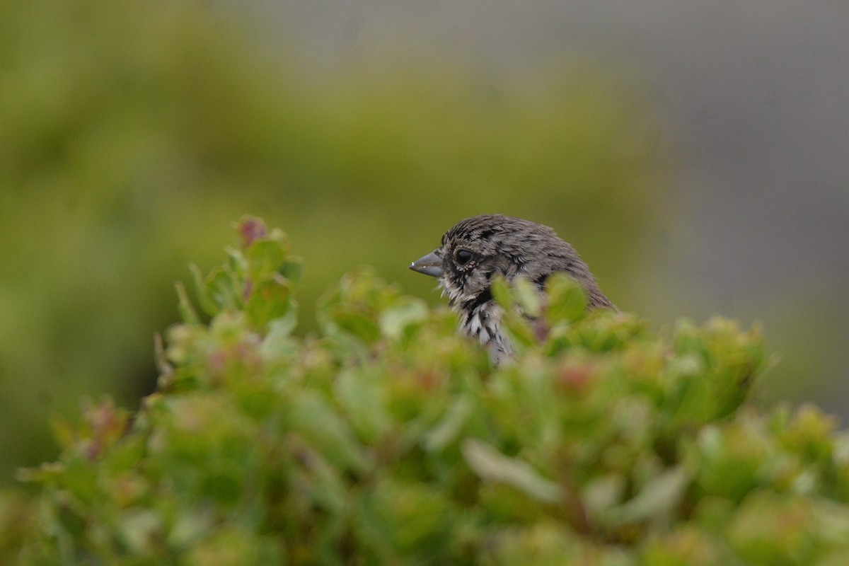 Bell's Sparrow - ML352043191