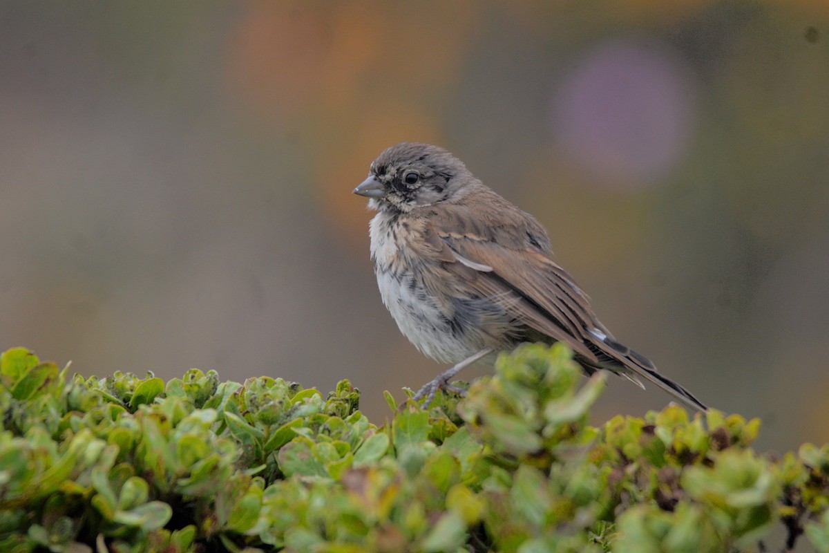 Bell's Sparrow - Cedrik von Briel