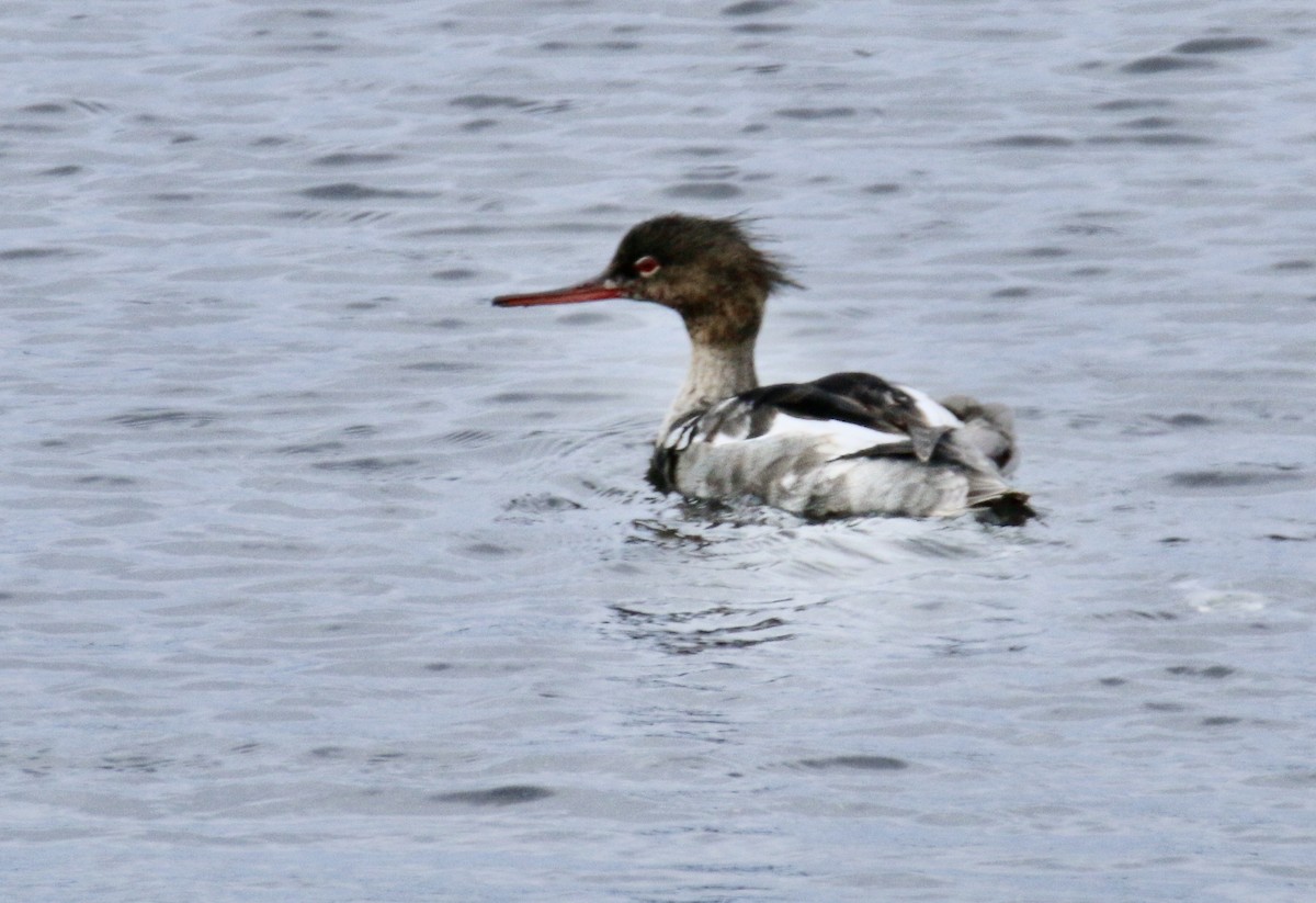 Red-breasted Merganser - Ken Oeser