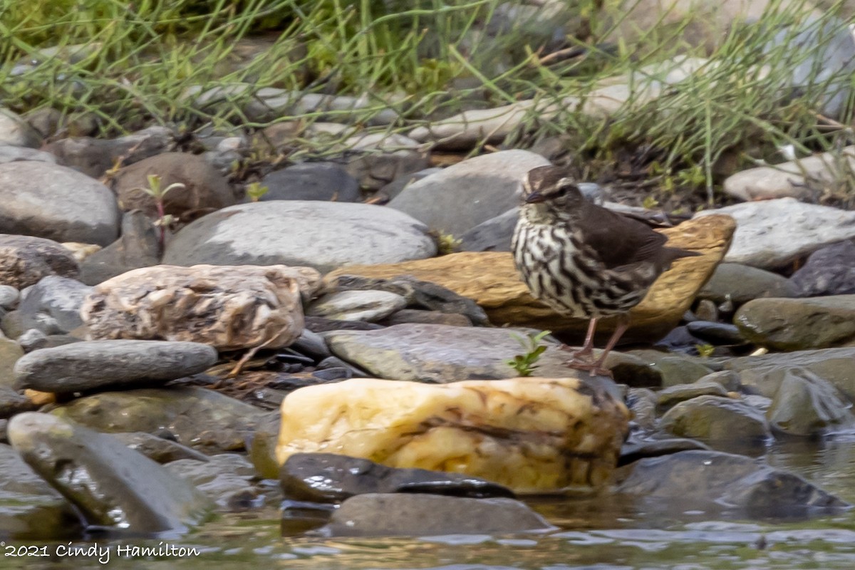 Northern Waterthrush - Cindy Hamilton