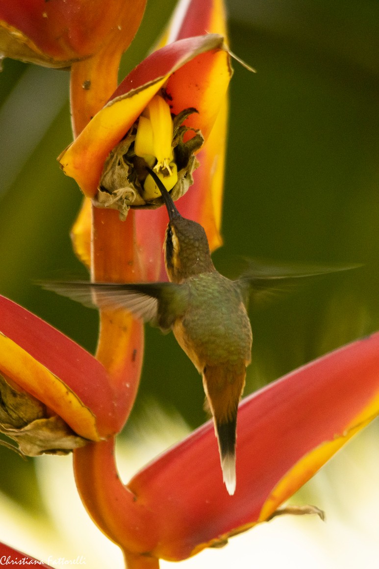 kolibřík šedobradý - ML352047151