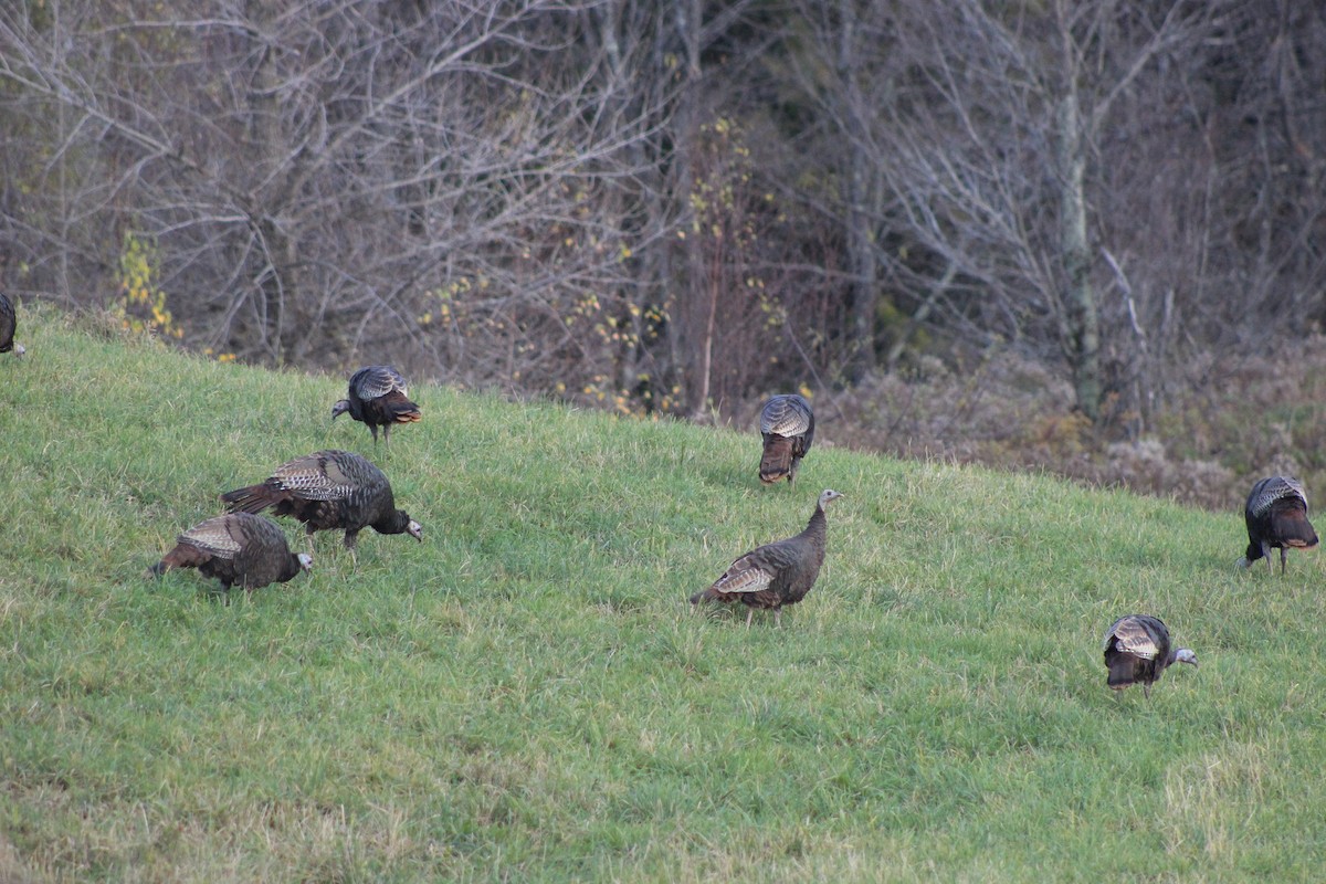 Wild Turkey - ML35204761