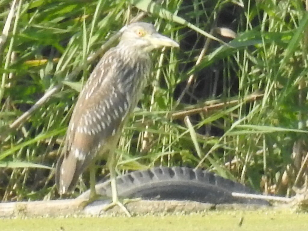 Black-crowned Night Heron - ML35204781