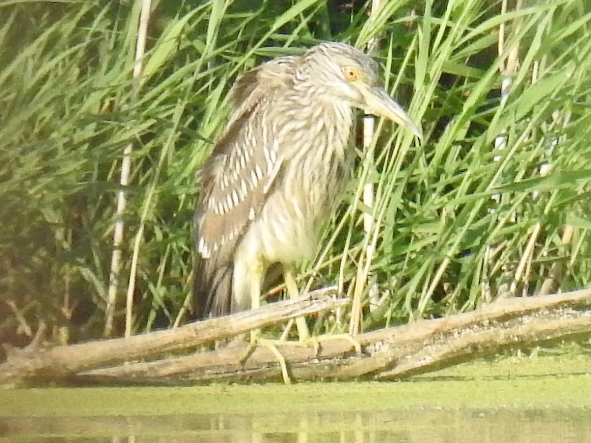 Black-crowned Night Heron - ML35204801