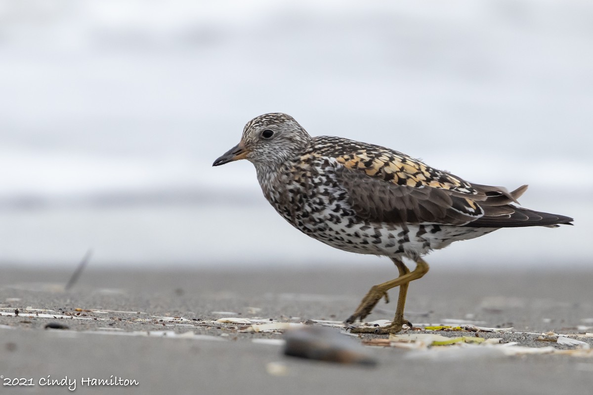 Surfbird - Cindy Hamilton