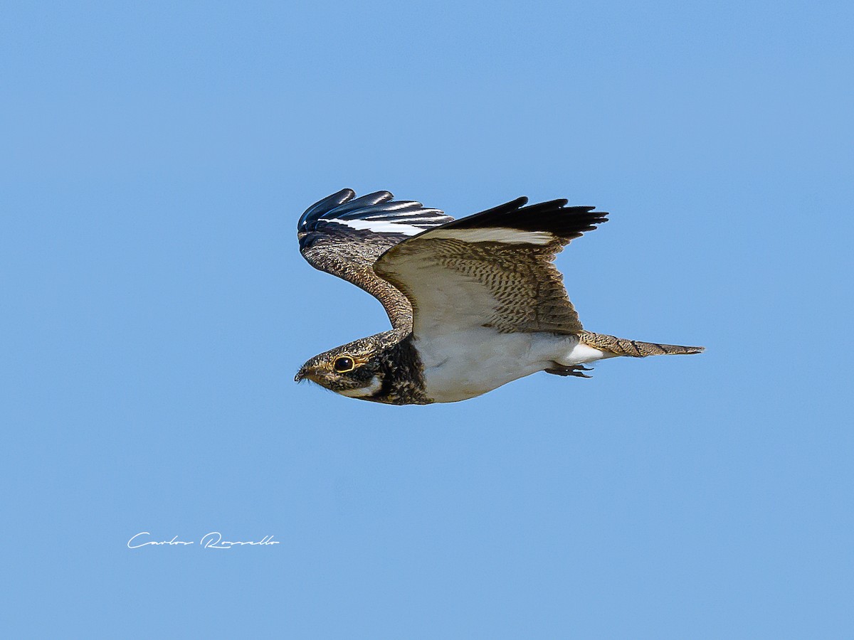 Nacunda Nighthawk - Carlos Rossello