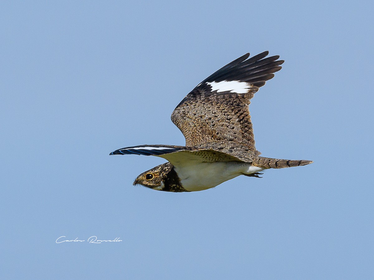 Nacunda Nighthawk - Carlos Rossello