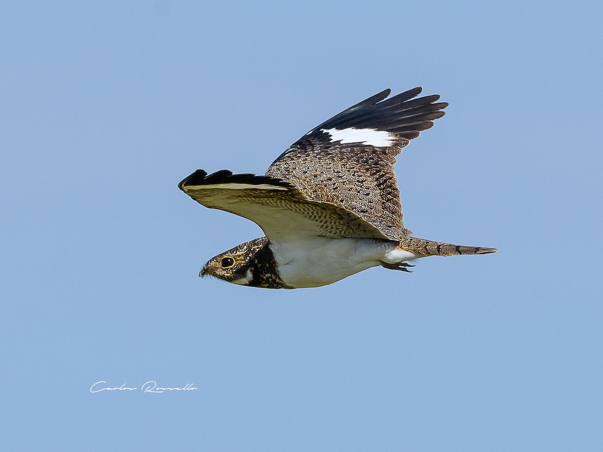 Nacunda Nighthawk - Carlos Rossello