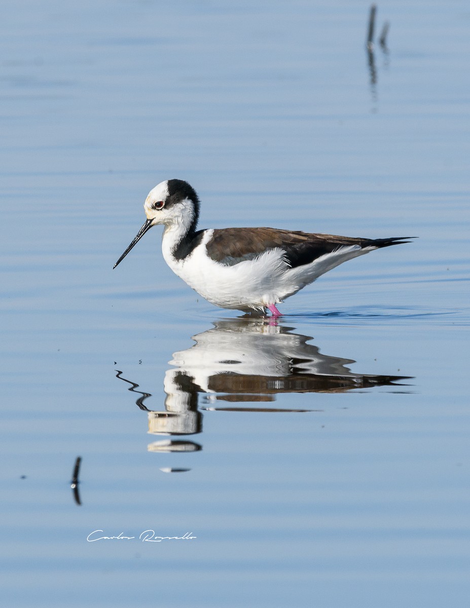 Black-necked Stilt - ML352050941