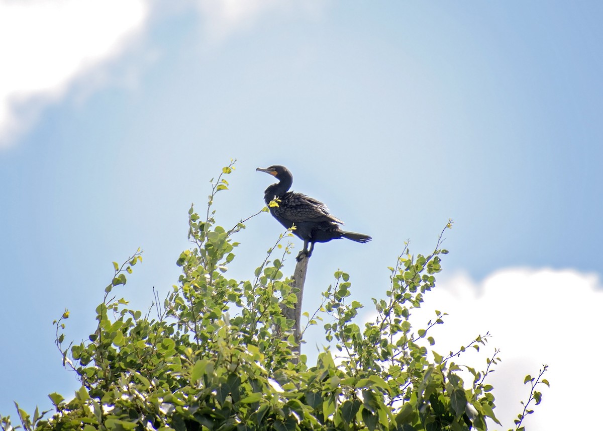 Cormoran à aigrettes - ML352053531