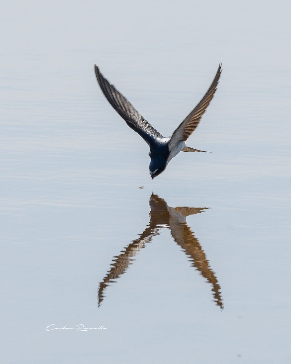 Golondrina Cejiblanca - ML352053661