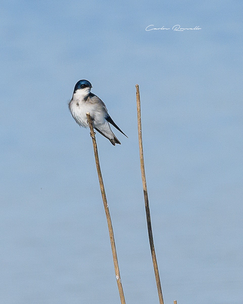 Chilean Swallow - ML352053961