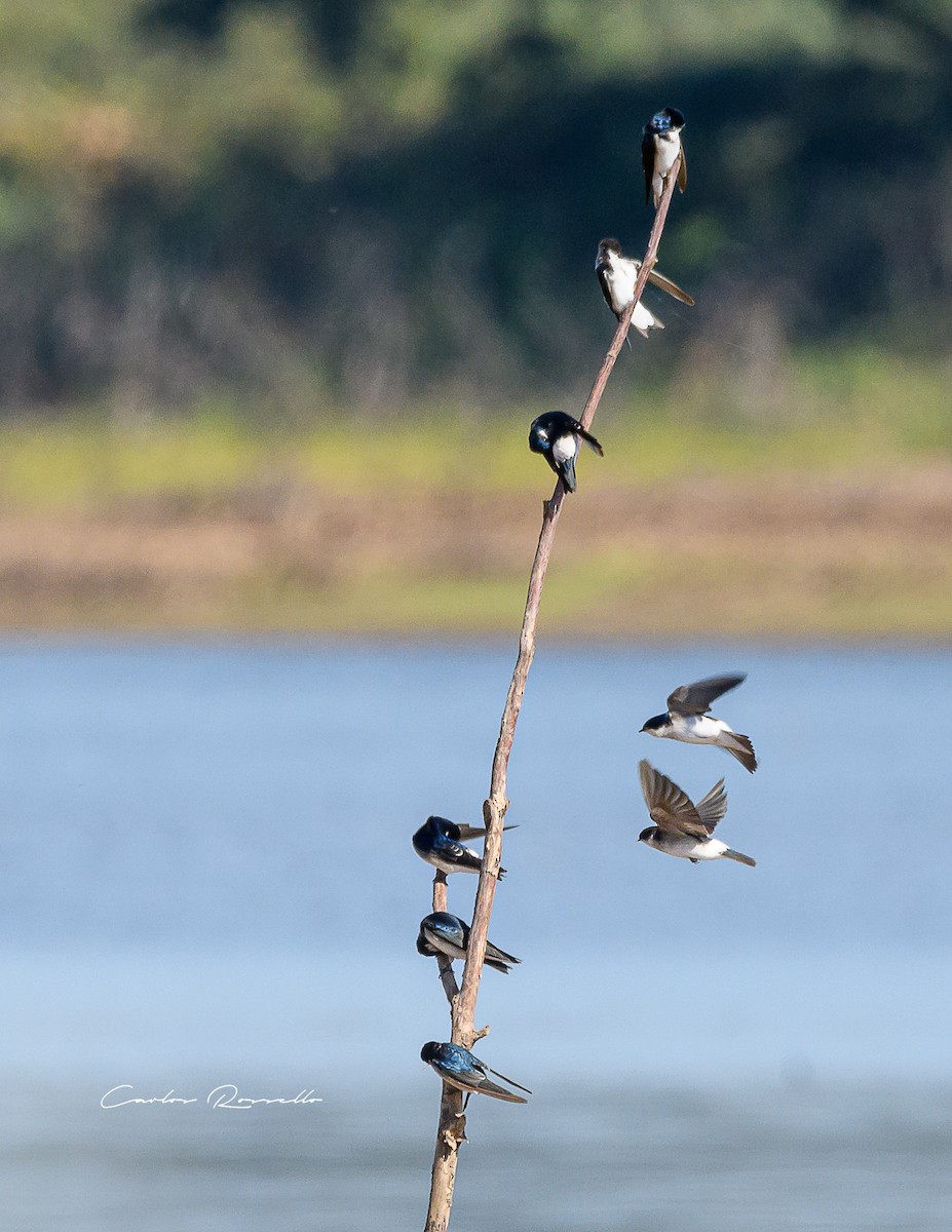 Chilean Swallow - ML352054011