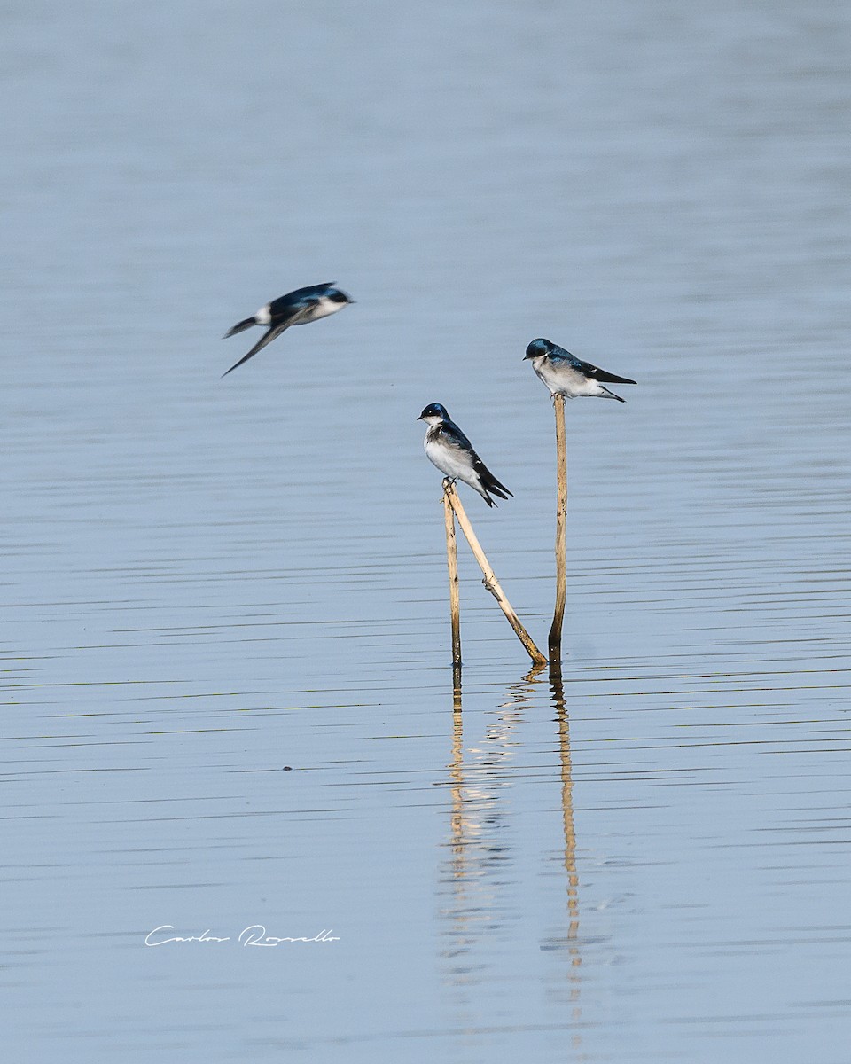 Chilean Swallow - ML352054031