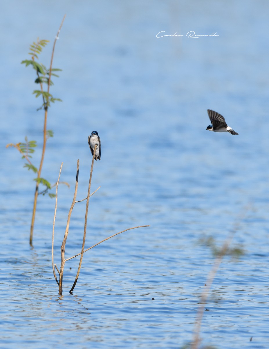 Chilean Swallow - Carlos Rossello