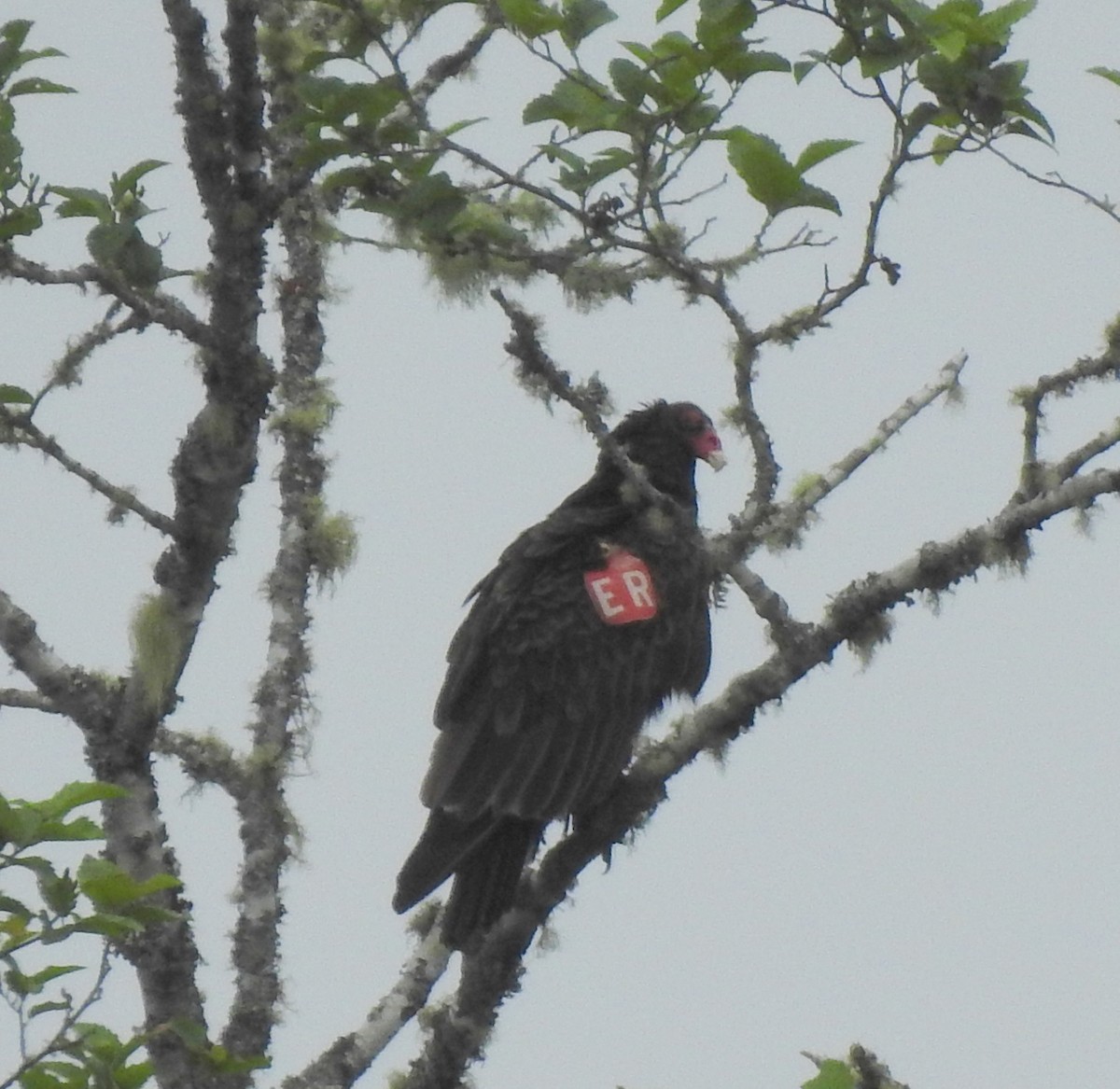 Turkey Vulture - ML352054651