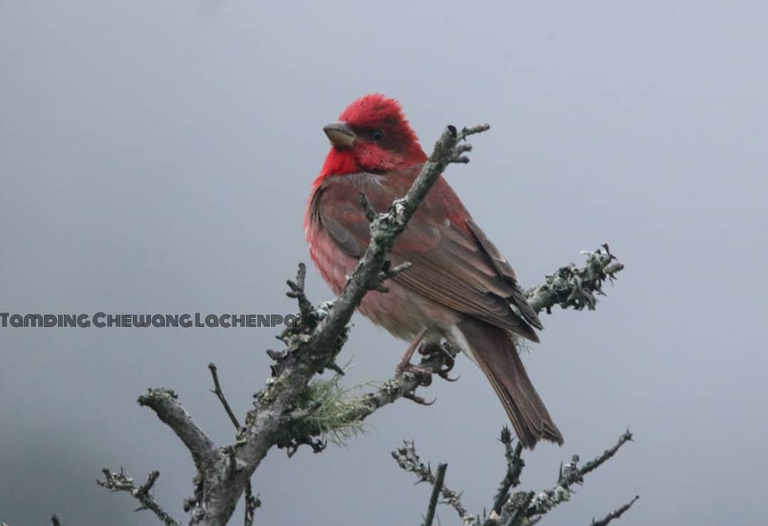 Common Rosefinch - ML352054821