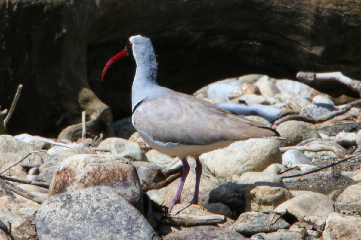 Bec-d'ibis tibétain - ML352055101