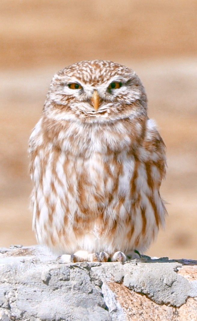 Little Owl - Tamding Chewang