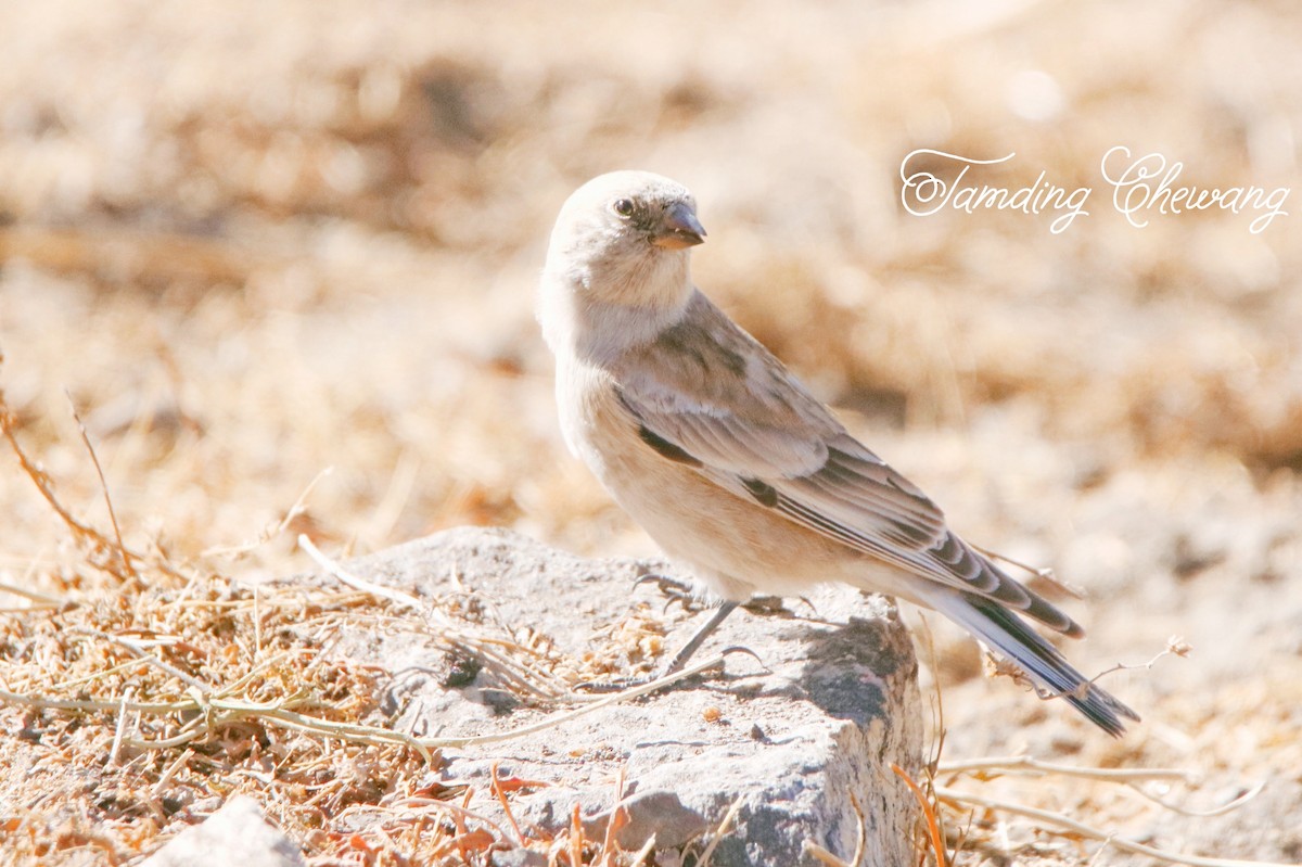 White-rumped Snowfinch - Tamding Chewang