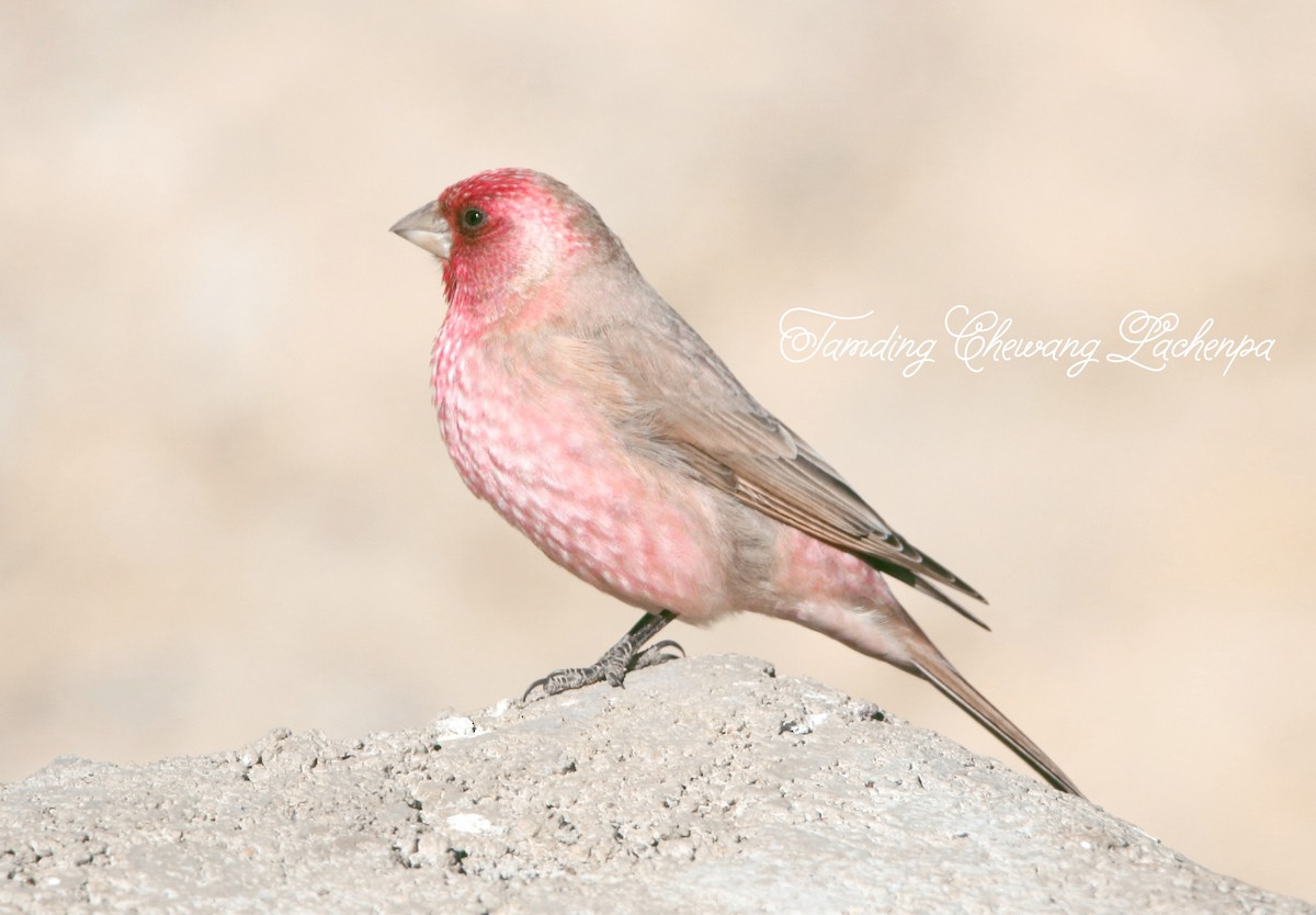 Great Rosefinch - Tamding Chewang