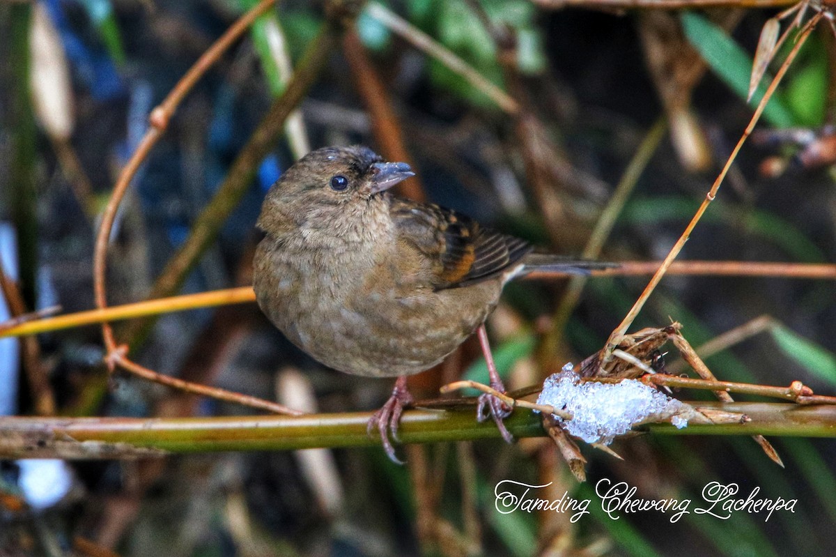 Plain Mountain Finch - Tamding Chewang