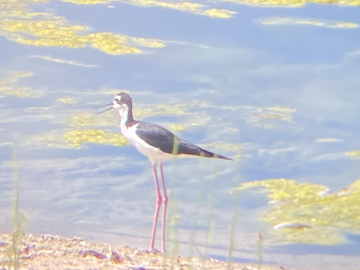 Black-necked Stilt - ML352055881