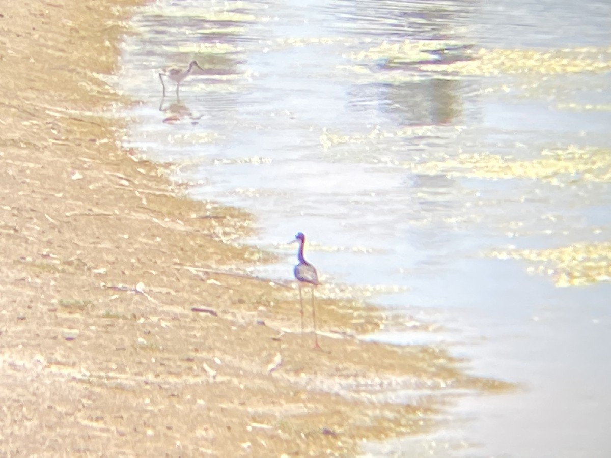 Black-necked Stilt - ML352055901