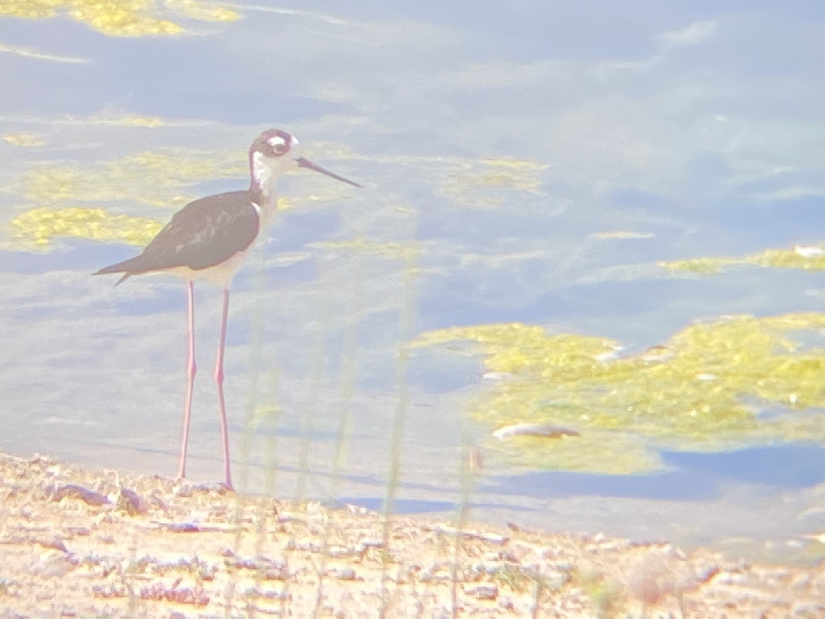 Black-necked Stilt - ML352055941