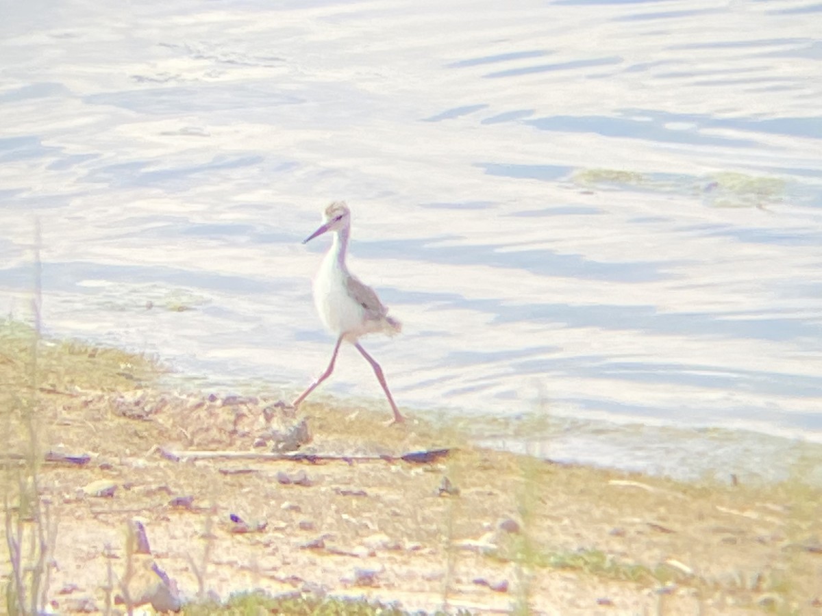 Black-necked Stilt - ML352056001