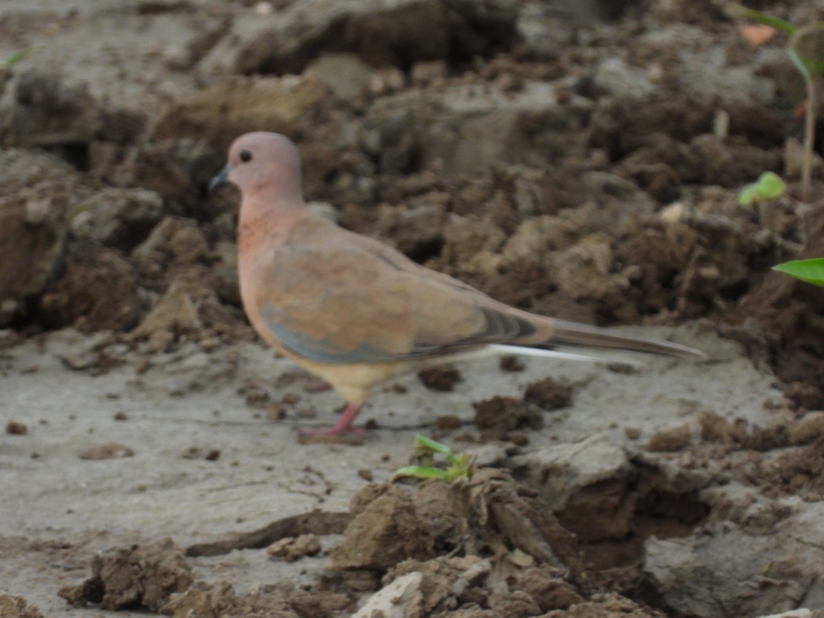 Laughing Dove - ML352056381