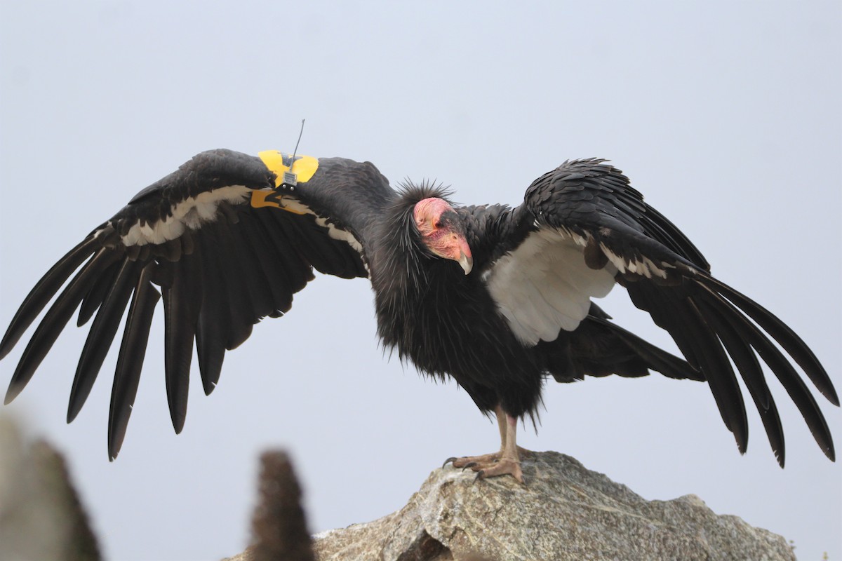 California Condor - Patrick Sysiong