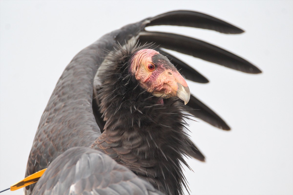 Condor de Californie - ML352057921