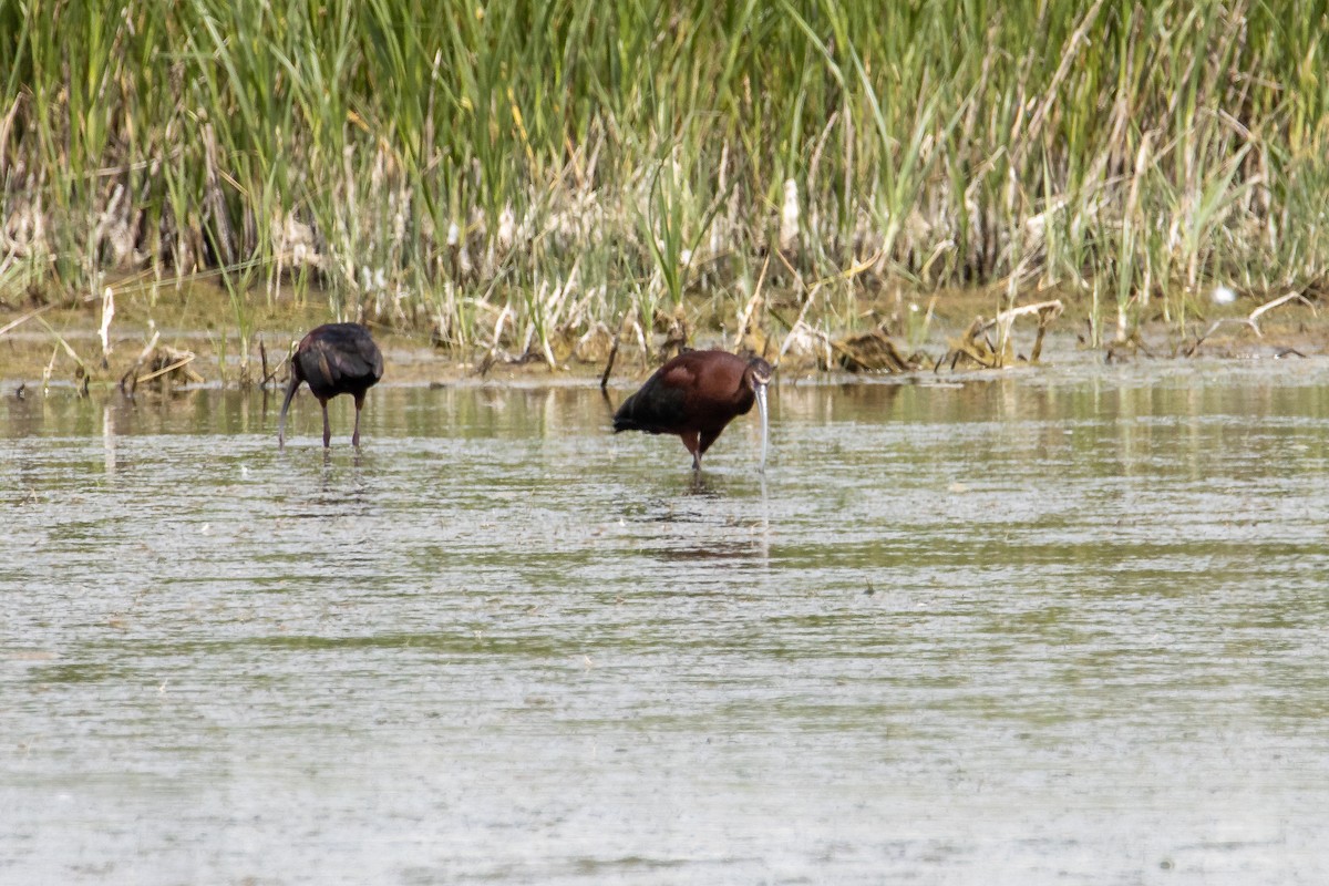 Ibis à face blanche - ML352058771