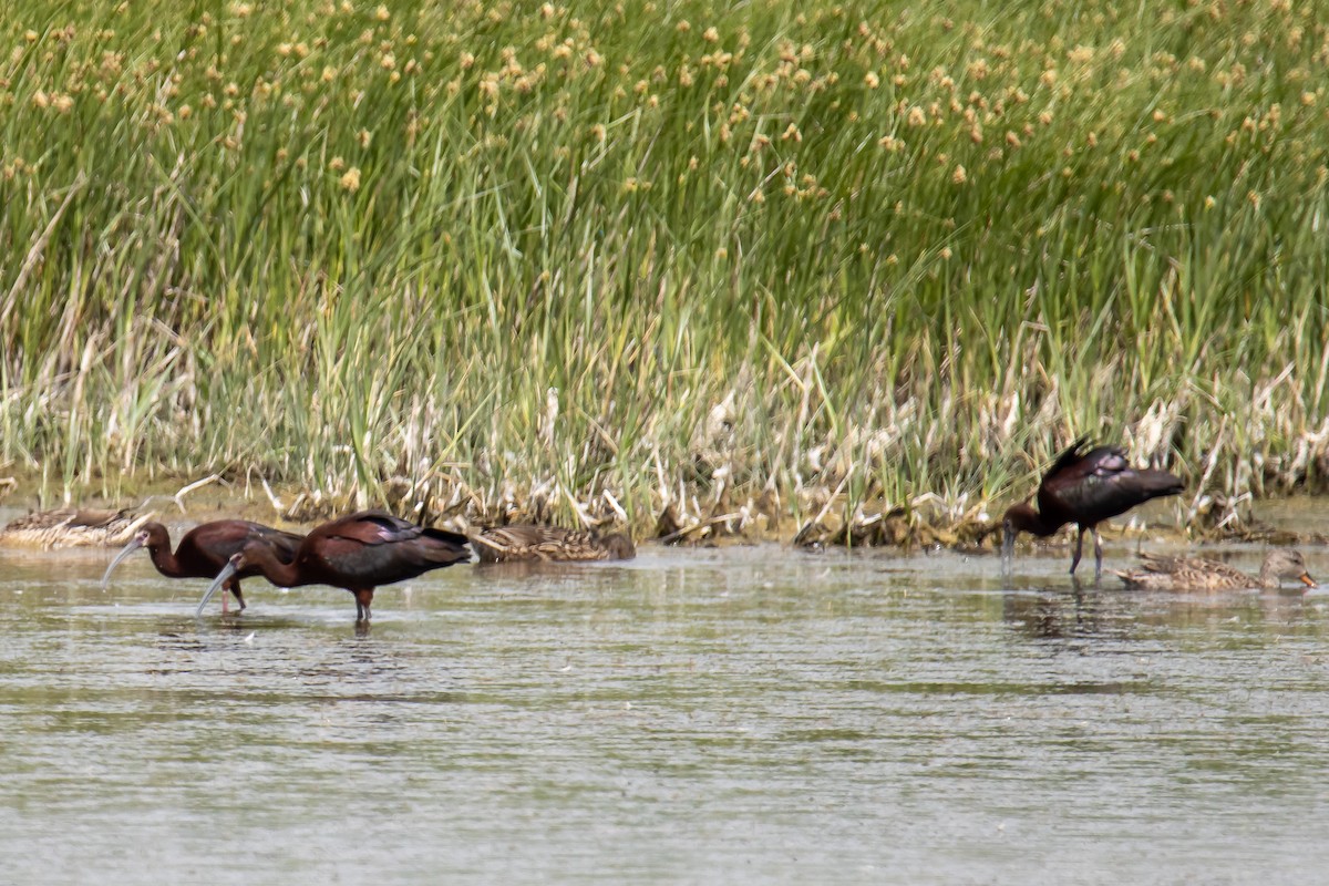 White-faced Ibis - ML352058781