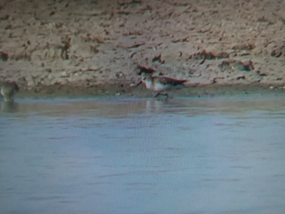 Little Stint - ML352059251