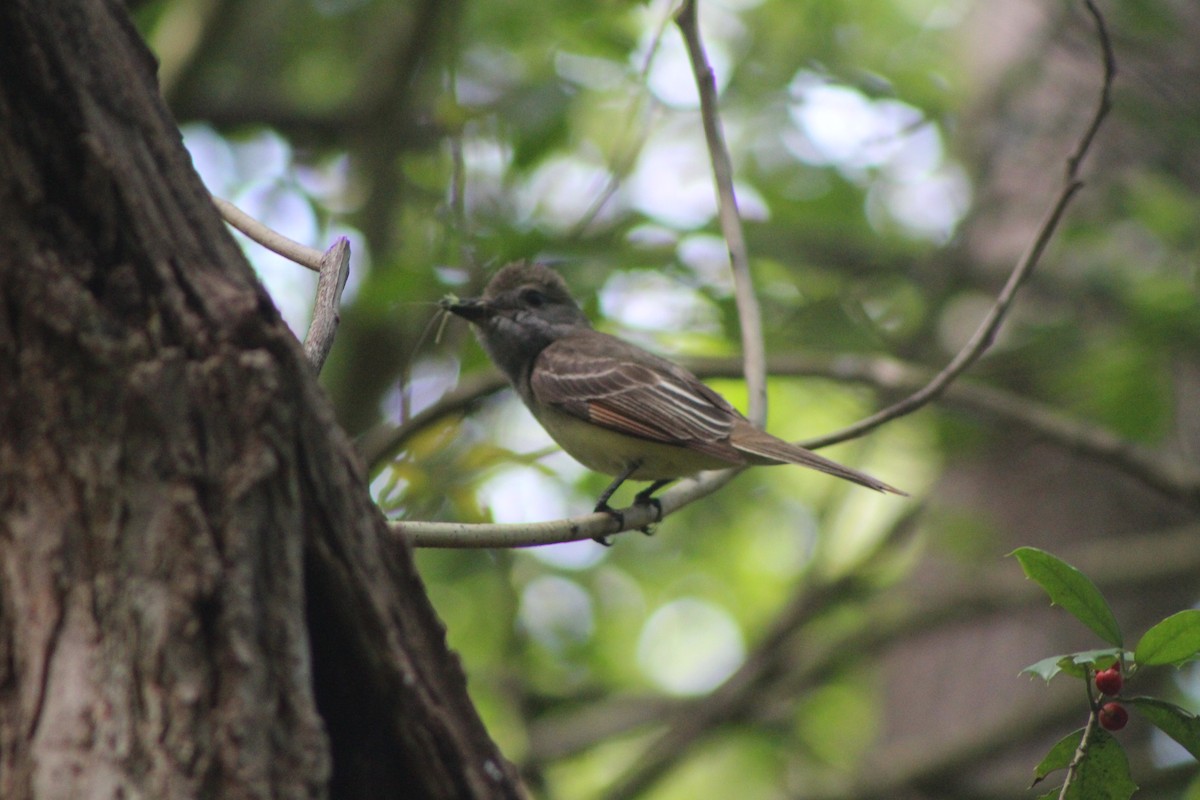 Great Crested Flycatcher - Jared Ganeles