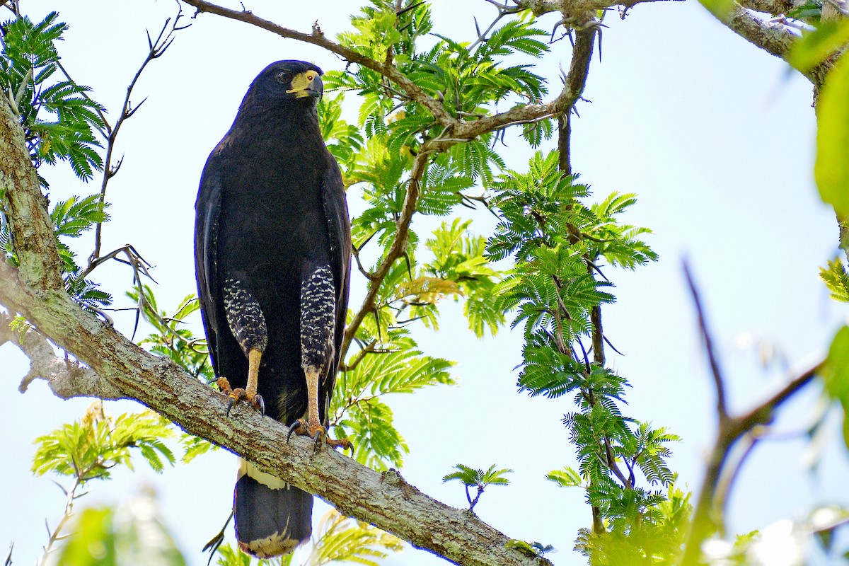 Great Black Hawk - ML352061561