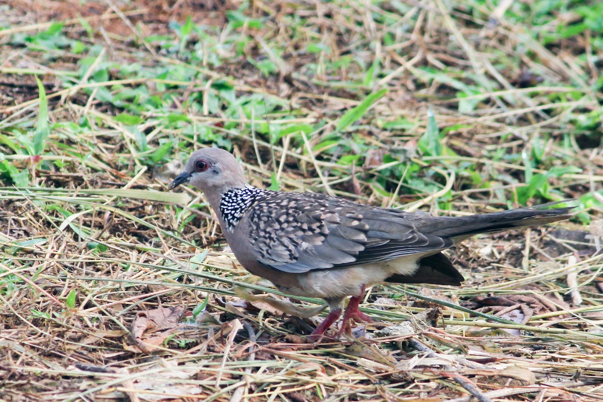 Spotted Dove - ML352062721