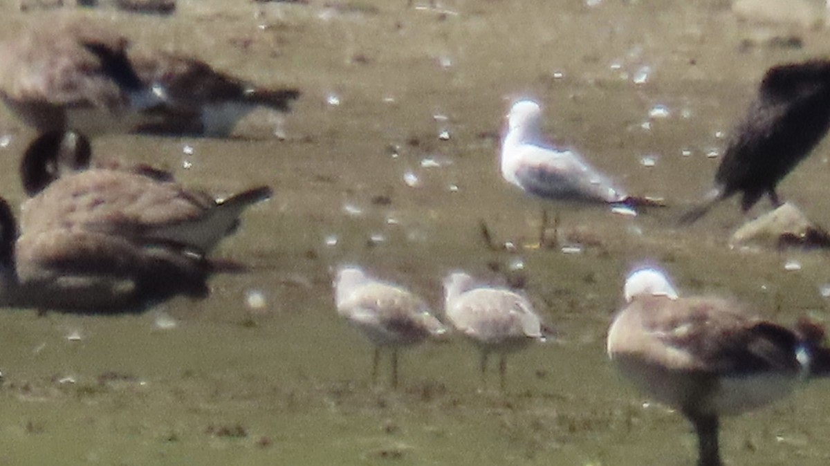 Ring-billed Gull - ML352063241